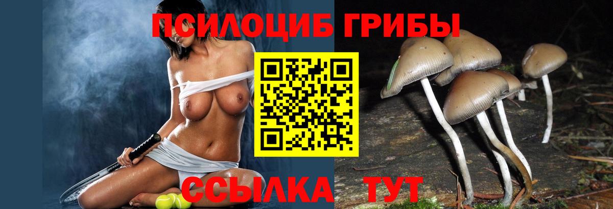 Псилоцибиновые грибы мицелий Гатчина